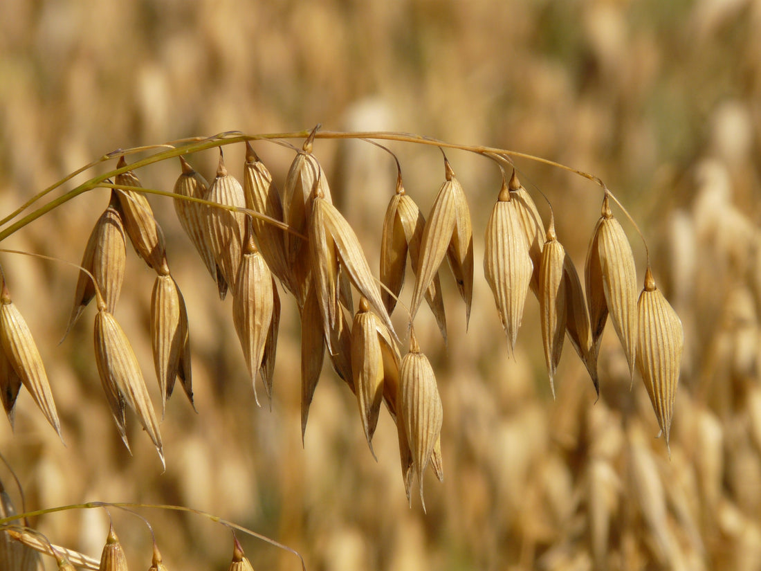 Oats are annual cereal grains